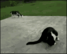 Cat Freaked GIF - Cat Freaked Out GIFs