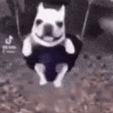 a dog is sitting on the floor wearing a black shirt and smiling at the camera .