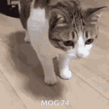 Mog74 Mogcat GIF - Mog74 Mog 74 GIFs
