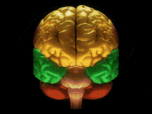 Brain Brainposting GIF - Brain Brainposting Lebrain GIFs