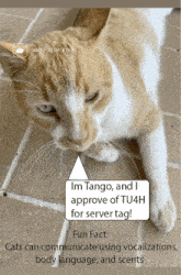 a cat with a speech bubble that says im tango and i approve of tu4h