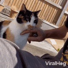 Petting A Cat Viralhog GIF - Petting A Cat Viralhog Neck Scratches GIFs