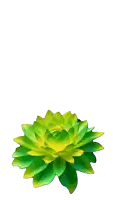 a green and yellow flower is against a white backdrop