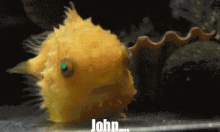 John Fish GIF - John Fish Shocked GIFs