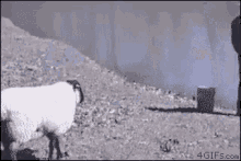 Sheep Push GIF - Sheep Push Ram GIFs