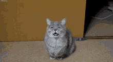 Yawn Cat GIF - Yawn Cat Gray Cat GIFs