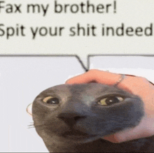 Cat Cat Meme GIF - Cat Cat Meme Fax GIFs