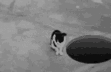 Cat Hole GIF