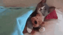 Cat Bed GIF - Cat Bed Love GIFs