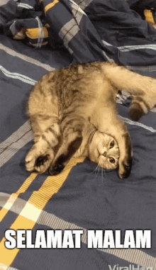Selamat Malam GIF - Good Night Viral Hog Cat GIFs