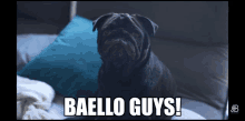 a black pug dog is sitting on a couch and the caption says baello guys