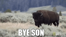 a bison is standing in a field with the words `` bye son '' written on the ground .