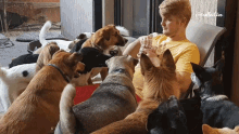 Feeding The Pet Collective GIF - Feeding The Pet Collective Dogs GIFs