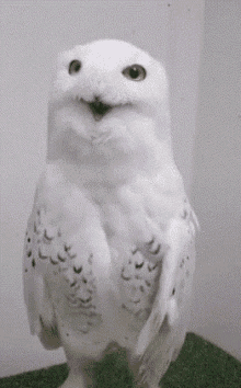Coucou Ouh GIF - Coucou Ouh Owl GIFs