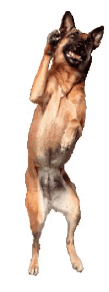 GIF