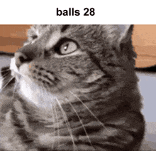 Balls Cat GIF