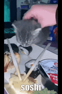 shaptic soshi sushi sushi cat cat