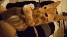 Cute Cat GIF - Cute Cat Cumi GIFs