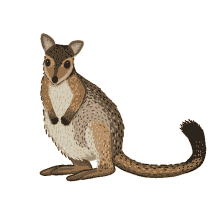 wilkins wallaby