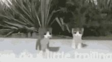 We Do A Little Trolling Dance Cat GIF - We Do A Little Trolling Dance Cat GIFs