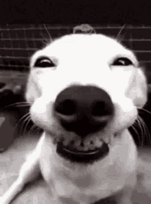 Smiling Dog GIFs | Tenor