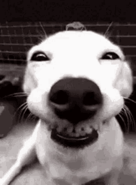 Smiling Dog Grin GIF - Smiling Dog Grin Smile - Discover u0026 Share GIFs