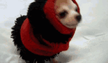 Cold Puppy GIF - Cold Puppy Snow GIFs