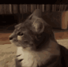 Cat Scared GIF - Cat Scared Shocked GIFs