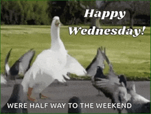 Happy Wednesday Funny Animals GIF - Happy Wednesday Funny Animals Duck GIFs