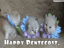 Pentecost Pfingsten GIF - Pentecost Pfingsten Happy Pentecost GIFs