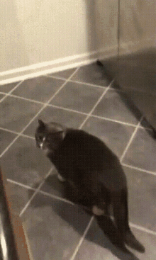 cat cat