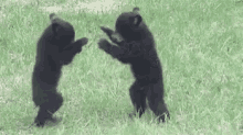 Argue Fight GIF - Argue Fight Bear Cub GIFs