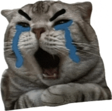 Crying Cat GIF - Crying Cat Angry GIFs