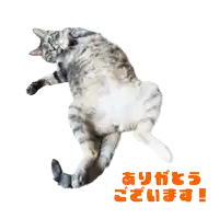 a cat laying on its back with the words ありがとう ござい ます in orange letters