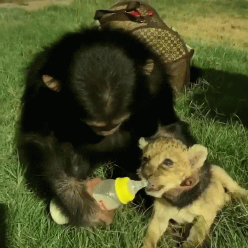 chimpanzee-bottle-feeds-tiger-cub-chimpanzee.gif