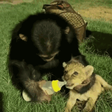 Chimpanzee Bottle Feeds Tiger Cub Chimpanzee GIF - Chimpanzee Bottle Feeds Tiger Cub Chimpanzee Bottle Feeding GIFs