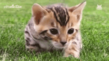 Crawling Meow GIF - Crawling Meow Kitten GIFs