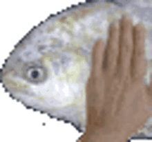 fish kiracord