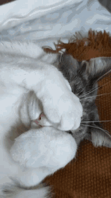Olly Cat GIF - Olly Cat Chat GIFs
