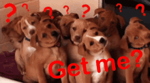 Get Me Dogs GIF - Get Me Dogs Cute GIFs