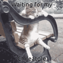 Cat Waiting GIF - Cat Waiting Chileatole GIFs