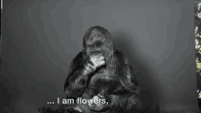 I Am Flowers Koko GIF - I Am Flowers Koko Gorilla GIFs