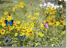 Butterfly Butterflies GIF - Butterfly Butterflies Garden GIFs