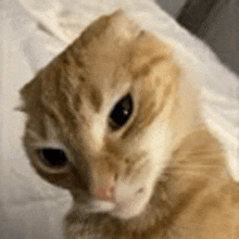 a close up of a cat laying on a bed .