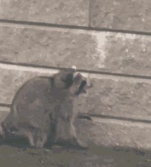 Raccoon Funny GIF - Raccoon Funny Fall GIFs