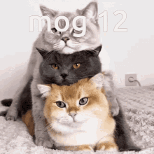 Mog Mog12 GIF - Mog Mog12 Rog GIFs