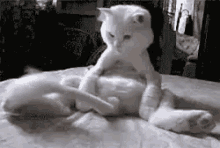 Tail Cat GIF - Tail Cat Funny GIFs