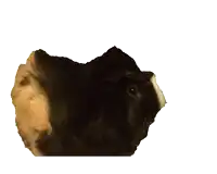 a black and white guinea pig with a green stripe on its nose