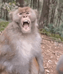 a close up of a monkey with its mouth open and the word universal on the bottom right
