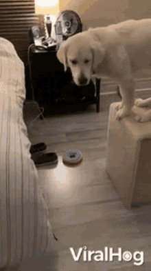 Confused Dog GIF - Confused Dog Stairs GIFs